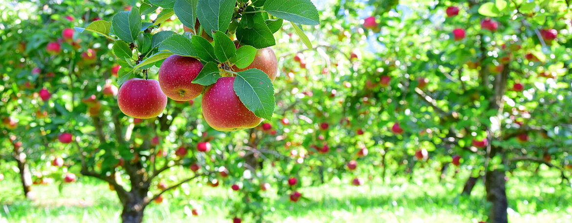 Reife rote Äpfel - Apfelwiesen in Südtirol kurz vor der Apfelernte